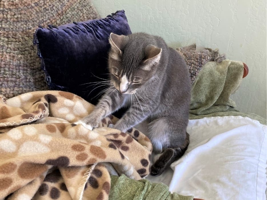 Buddy kneading his paw print blanket before his nap.