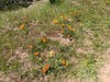 Wildflowers bloom in Tilden Park, Berkeley, Calif.