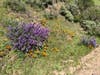 Wildflowers bloom in Tilden Park, Berkeley, Calif.