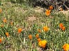 Wildflowers bloom in Tilden Park, Berkeley, Calif.