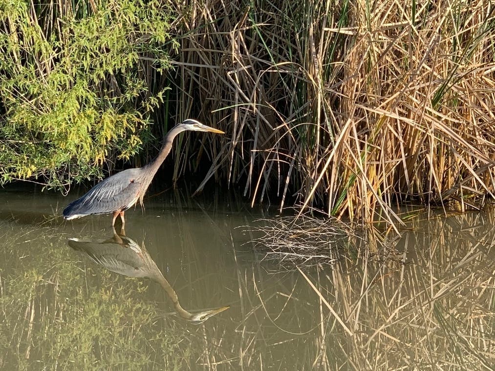 Great Blue Heron at Lake Elizabeth in Central Park, Fremont, Calif.