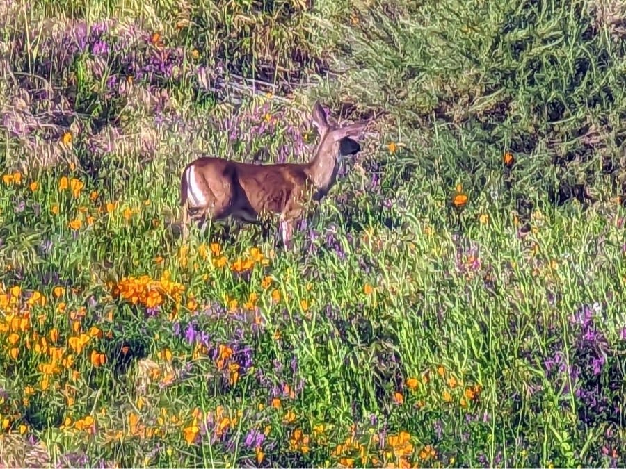 Bhanu Chetlapalli submitted this photo to Patch on Thursday of a deer on a wildflower covered hillside in Niles.
