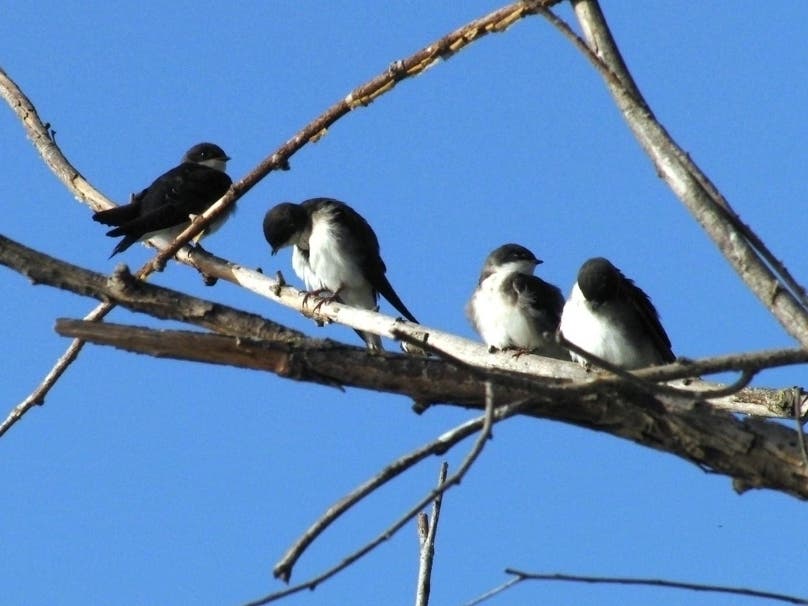 Birds in Central Park, Fremont, Calif.