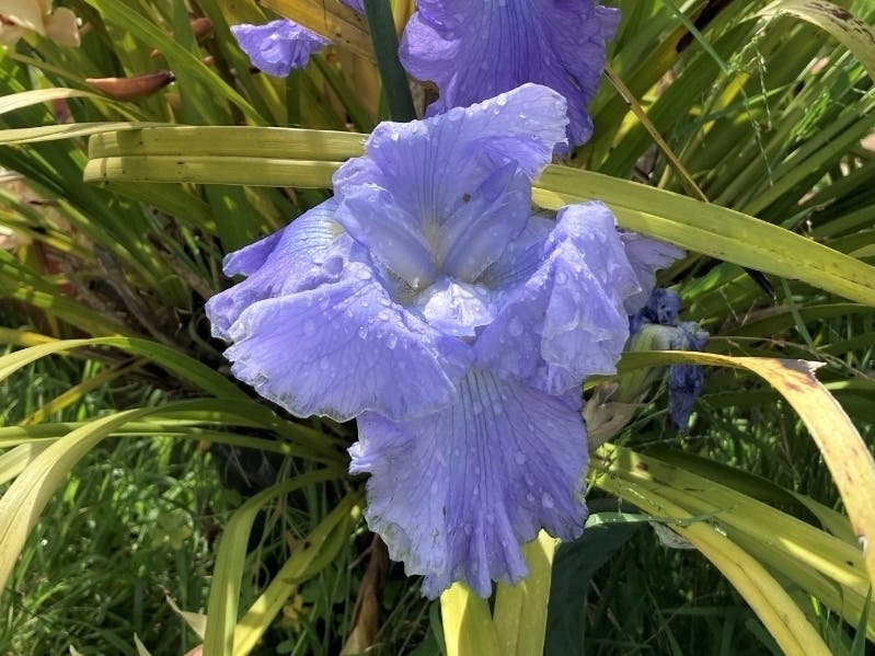 https://patch.com/img/cdn20/users/21854731/20230503/050046/styles/patch_image/public/more-purple-iris-yellow-orchids___03170035970.jpg