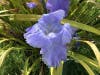 Purple Iris in San Leandro, Calif.