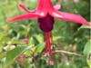 Fuschia in San Leandro, Calif.