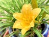Stella D'oro Daylily in San Leandro, Calif