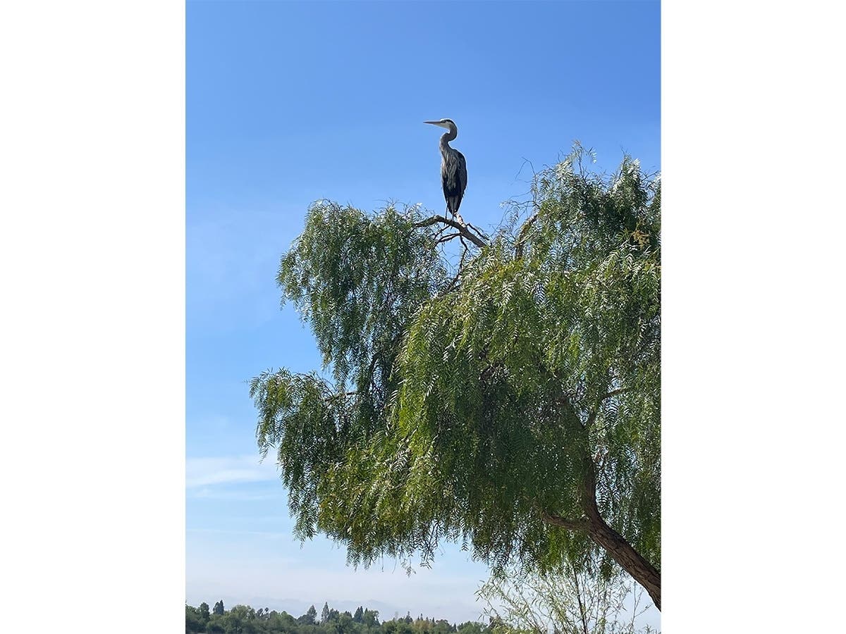 Great Blue Heron at Lake Elizabeth in Central Park, Fremont, Calif.