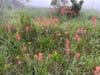 Mixed wildflowers, Mission Peak, Fremont Calif.
