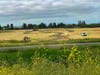 Wild mustard in Fremont, Calif.