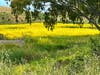 Wild mustard in Fremont, Calif.