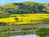Wild mustard, Alameda Creek and green hills in Fremont, Calif.