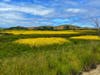 Wild mustard in Fremont, Calif.