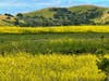 Wild mustard and green hills in Fremont, Calif.