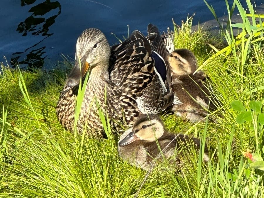 A mother duck rests with her ducklings.