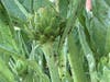 A 3-year-old artichoke plant has 4 bulbs -- and an infestation of ants.
