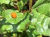 A ladybug in search of aphids.