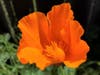 A vibrant California Golden Poppy.
