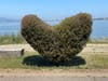 A topiary heart in Alameda, Calif.