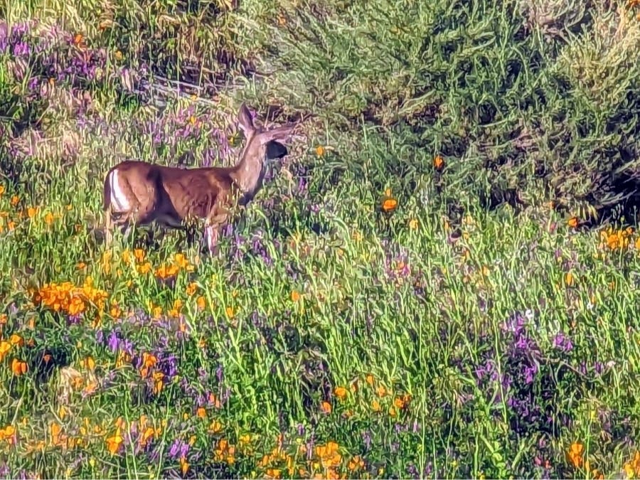 Even zoomed in 20x, Chetlapalli's cell phone captured a nice photo.