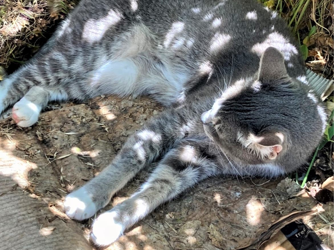 Buddy rests in dappled sunlight in San Leandro, Calif.