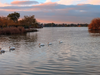 Pelicans swim in Lake Elizabeth in Central Park, Fremont, Calif.
