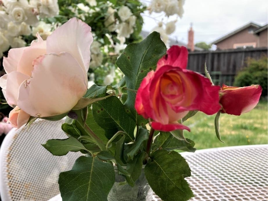 Backyard roses in San Leandro, Calif.