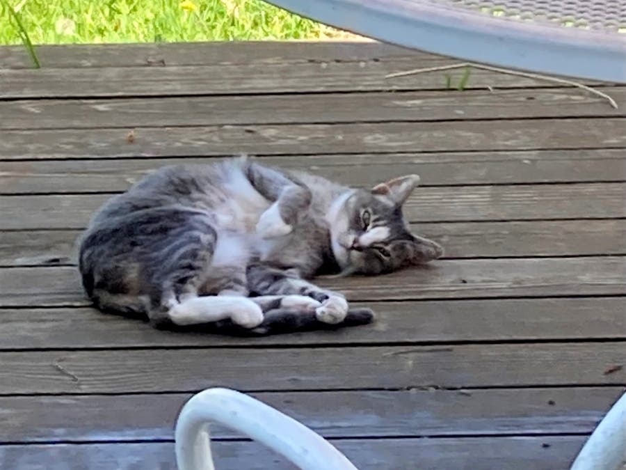 Buddy the cat sleep on the deck in San Leandro, Calif.