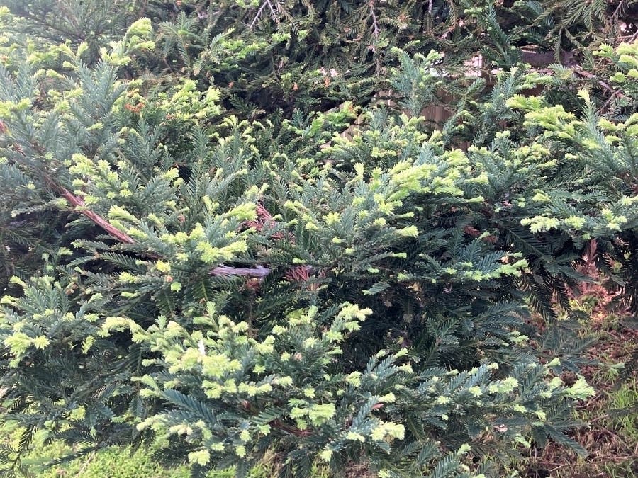Backyard redwood tree in San Leandro, Calif.
