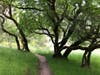 Yolanda Trail, Marin County, Calif.