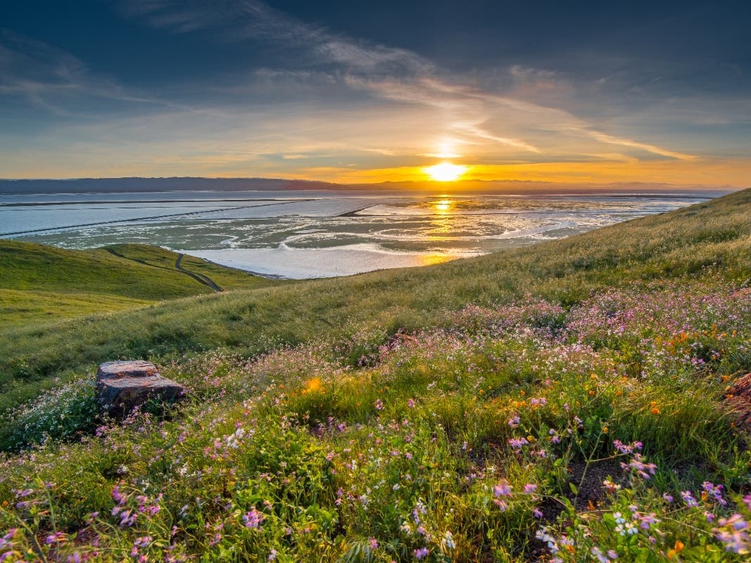 This photo was snapped at Don Edwards San Francisco Bay National Wildlife Refuge in Fremont, Calif. 