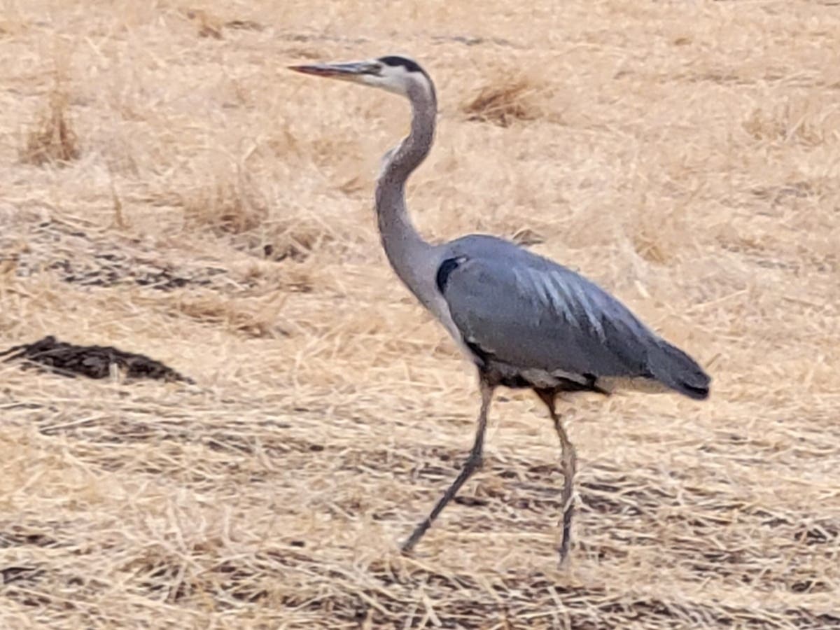 Great Blue Heron in Fremont, Calif.