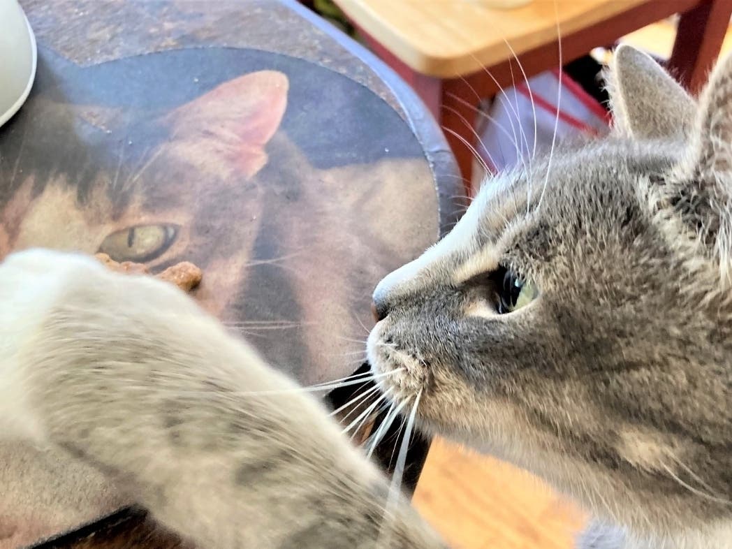 Buddy the cat reaches for treats set aside for him in San Leandro, Calif.