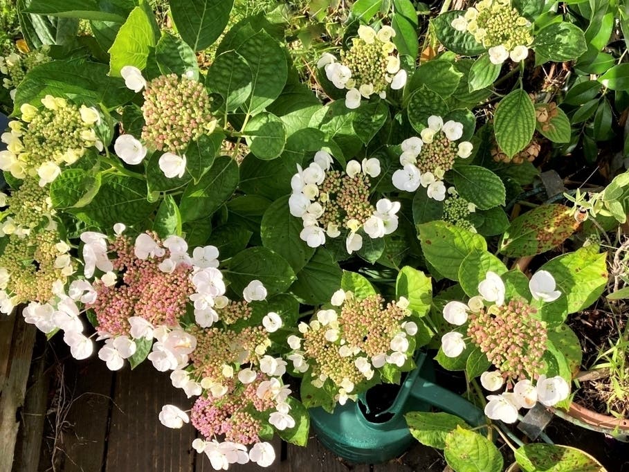 Hydrangea plant starts to bloom in San Leandro, Calif.