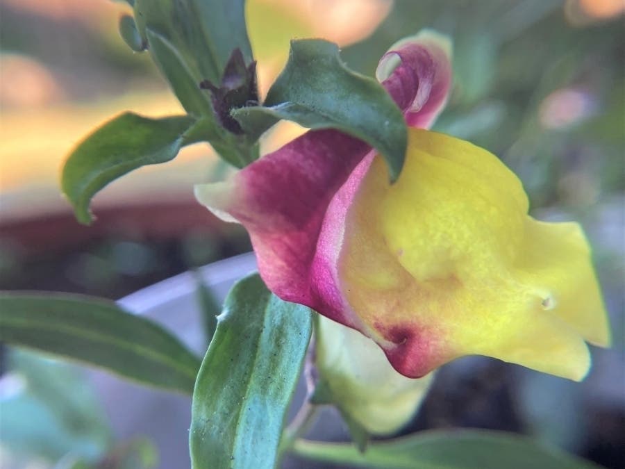 A snapdragon blooms in San Leandro, Calif.