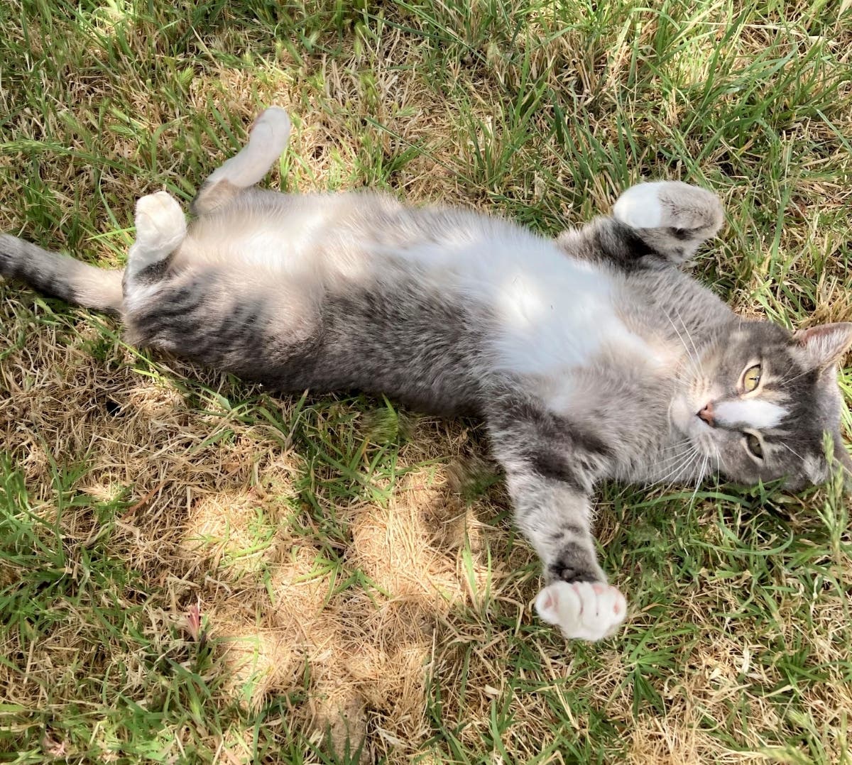 Buddy relaxes in dappled sunlight beneath the backyard plum tree.