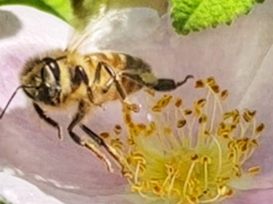 A bee takes off after gathering pollen from a flower.