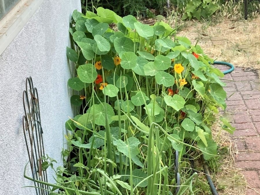 Nasturtium bloom over Spanish onions.