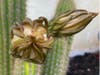 Cactus blossom prepares to bloom.