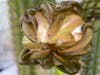 Cactus blossom prepares to bloom.
