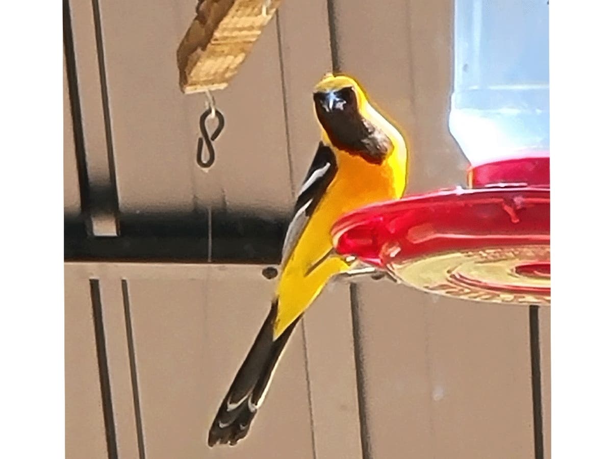 Hooded Oriole in Fremont, Calif.