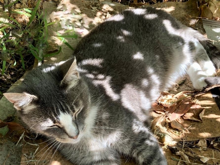 Dappled sun keeps Buddy comfortable.