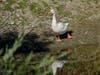 Goose in Fremont, California.