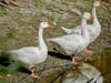 Geese in Fremont, California.