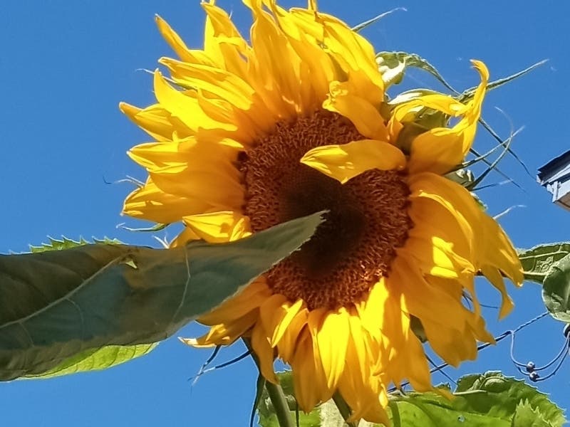 Sunflower blooms in Alameda, Calif.