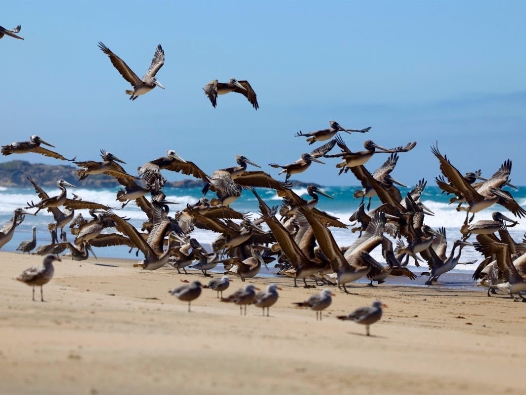 California brown pelicans at Gazoz Creek State Beach in Pescadero.