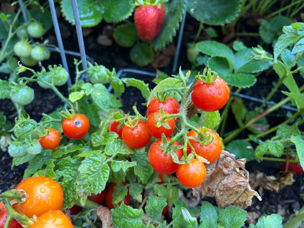 Cherry tomatoes are producing abundantly right now.