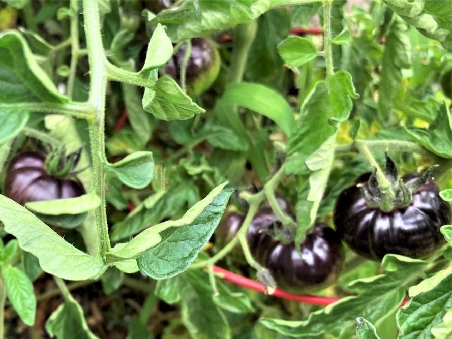 'Queen of the Night' tomatoes in a San Leandro, Calif. garden. 