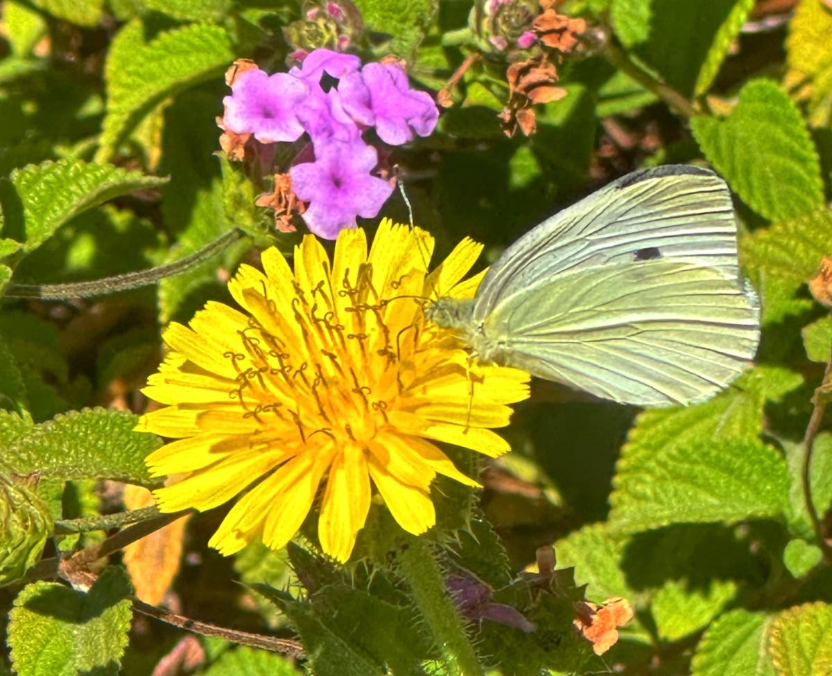 Butterfly on a garden flower in Sacramento, Calif.