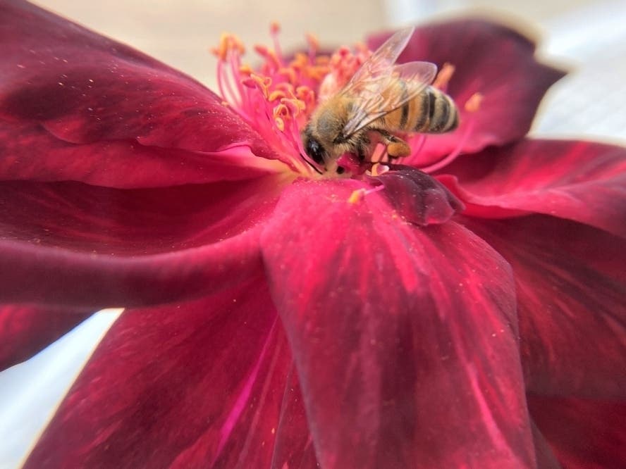 Honeybee on a red rose, its leg pouches bulging with pollen, in San Leandro, Calif.